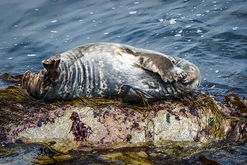 Newquay Activity Centre – Marine Environment Awareness