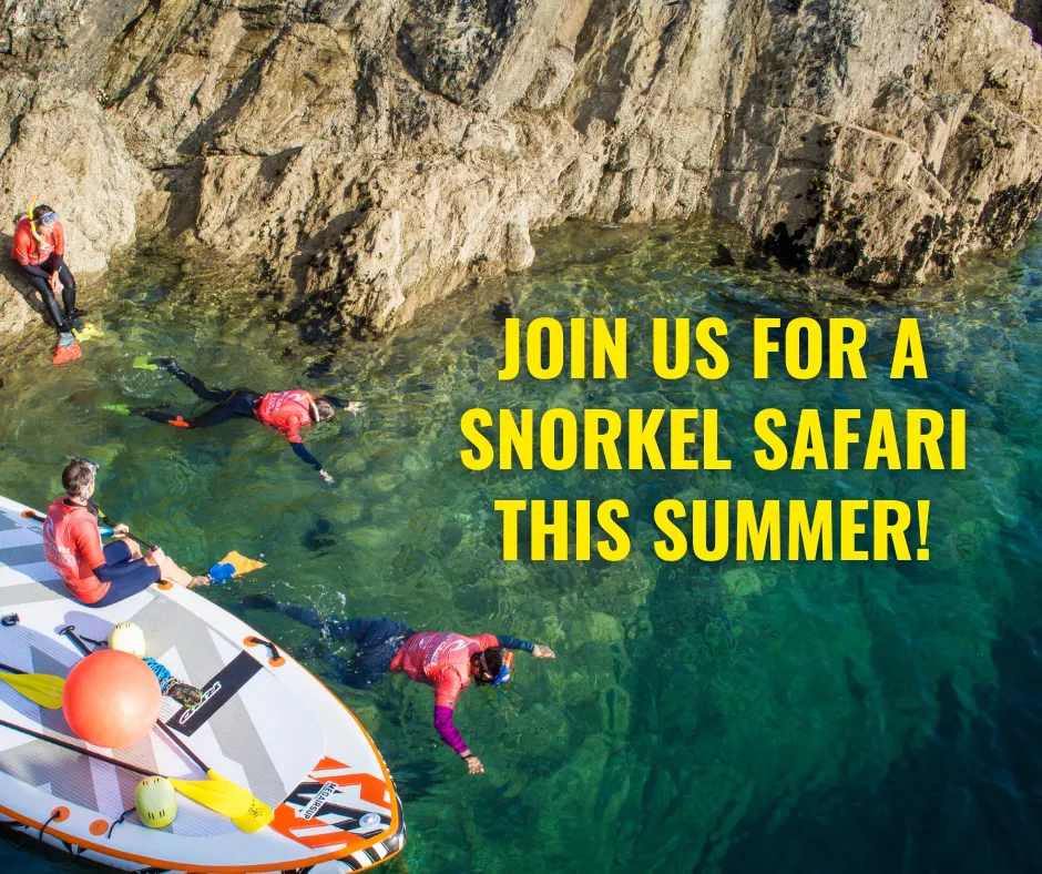 Newquay Snorkel Tour
