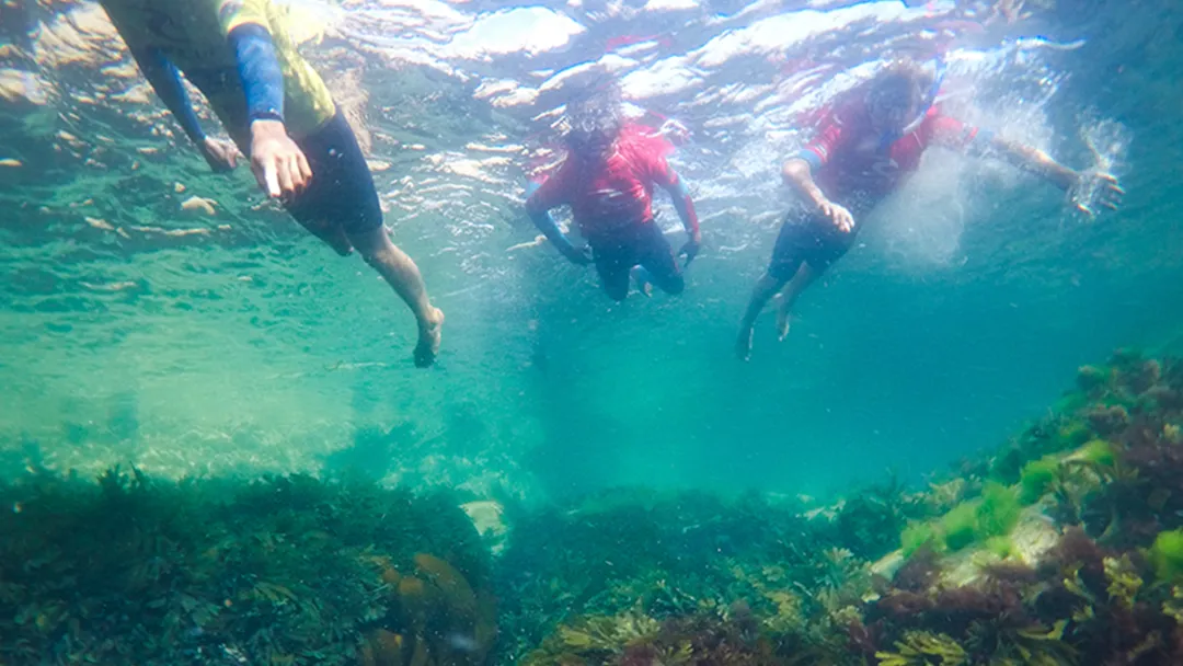 Snorkelling Tour in Newquay, Cornwall